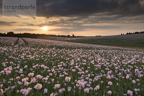 Schlafmohn papaver somniferum Opium Europa Sonnenuntergang Großbritannien Mohn England Oxfordshire