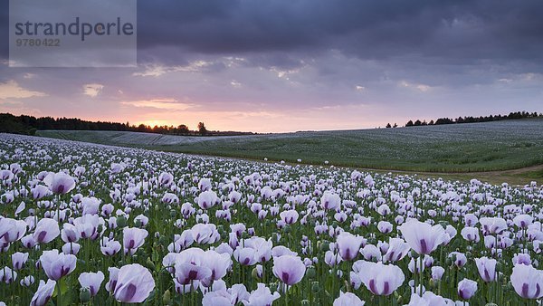 Schlafmohn papaver somniferum Opium Europa Sonnenuntergang Großbritannien England Oxfordshire