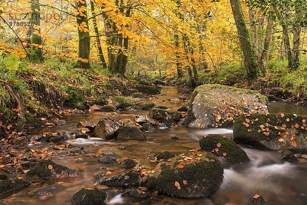 Europa Baum Großbritannien Fluss Herbst umgeben Devon England