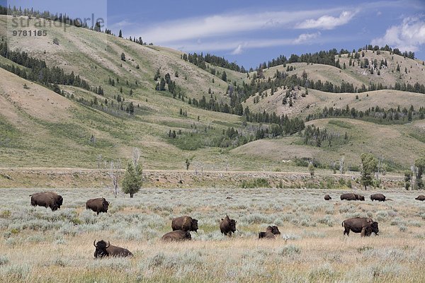 Amerika Nordamerika amerikanisch Verbindung Bison Wyoming