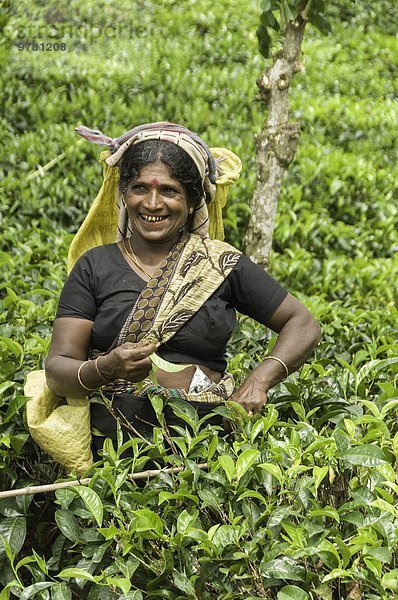Tradition Hügel aufheben Plantage Asien Kandy Sri Lanka Tee Weg