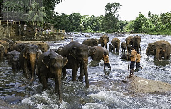 baden Fluss Elefant Asien Sri Lanka