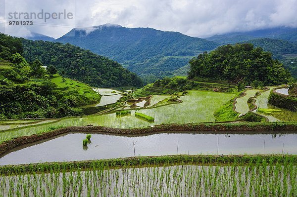 Reis Reiskorn Veranda Philippinen Südostasien UNESCO-Welterbe Asien Banaue