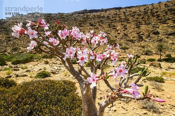Baum blühen Naher Osten UNESCO-Welterbe Naturvolk Flasche Jemen