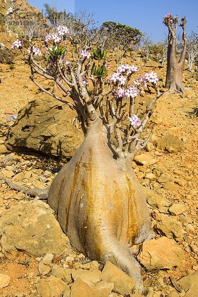 Baum blühen Naher Osten UNESCO-Welterbe Naturvolk Flasche Jemen