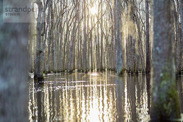 Stilleben still stills Stillleben Wasser Baum Spiegelung nackt Sumpf