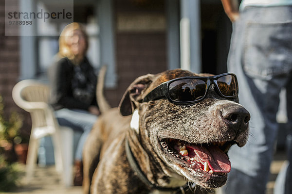 Hund Close-up Kleidung Sonnenbrille hecheln