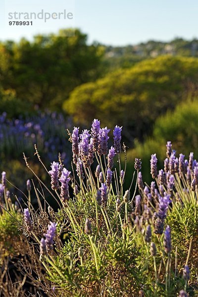 Lavendel  Cabo de Nao  Alicante  Valencia  Spanien  Europa