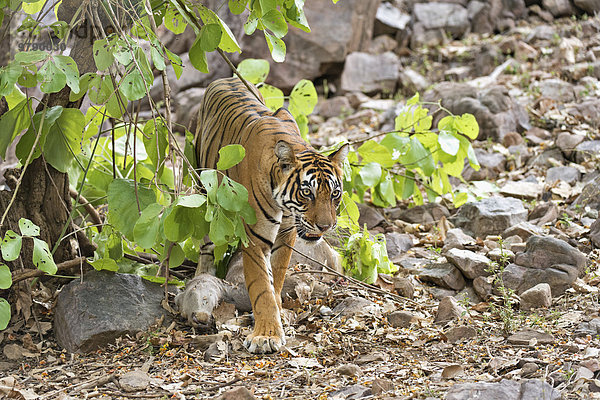 Königstiger oder Bengal-Tiger (Panthera tigris tigris) mit einem erbeuteten Sambar oder Pferdehirsch (Cervus unicolor) im Trockenwald  Ranthambhore-Nationalpark  Rajasthan  Indien  Asien