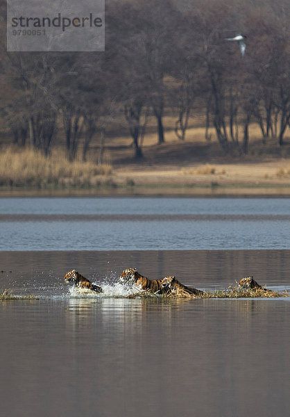 Wilde Königstiger oder Bengal-Tiger (Panthera tigris tigris)  Tigerfamilie  adultes Weibchen mit drei Jungtieren beim Durchqueren eines Sees  Ranthambhore-Nationalpark  Rajasthan  Indien  Asien