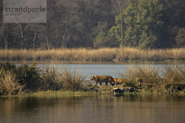 Wilde Königstiger oder Bengal-Tiger (Panthera tigris tigris)  Tigerfamilie  adultes Weibchen mit drei Jungtieren beim Durchqueren eines Sees  Ranthambhore-Nationalpark  Rajasthan  Indien  Asien