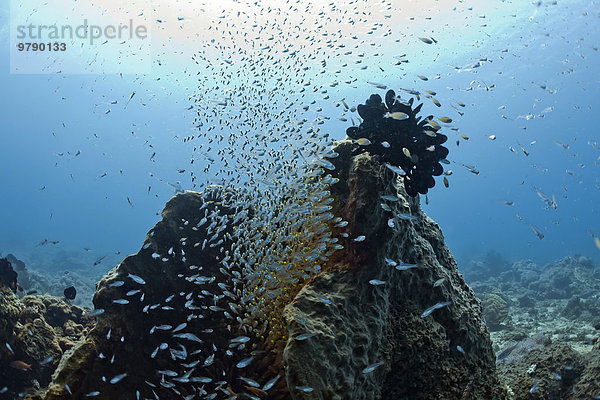 Glasfische umschwärmen Meeresschwamm  (Parapriacanthus ransonneti)  Bali  Indonesien  Asien