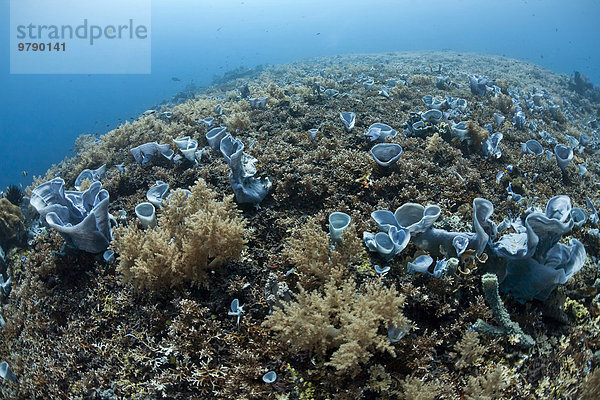 Tropisches Korallenriff mit blauen Schwämmen (Callyspongia) (Porifera)  Bali  Indonesien  Asien