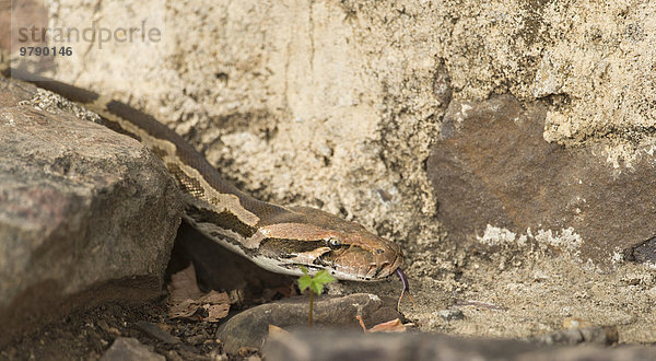 Tigerpython (Python molurus) im Ranthambhore-Tigerreservat  Rajasthan  Indien  Asien