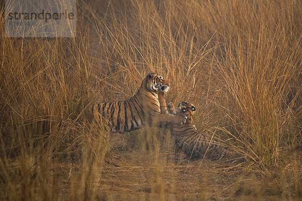 Wild lebende Bengal-Tiger oder Königstiger (Panthera tigris tigris)  adultes Weibchen spielt mit einem Jungtier  auf einer Wiese an einem nebligen Morgen  Ranthambore  Rajasthan  Indien  Asien