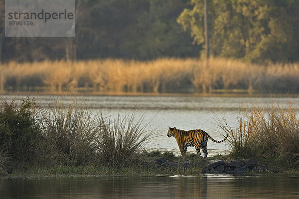 Wild lebender Bengal-Tiger oder Köngistiger (Panthera tigris tigris) beim Durchqueren eines Sees im Ranthambhore-Nationalpark  Rajasthan  Indien  Asien