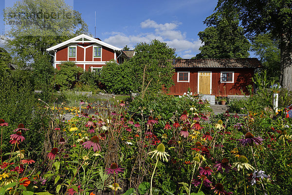 Kräutergarten mit Sonnenhüten im Freilichtmuseum Skansen  Djugarden  Stockholm  Schweden  Europa