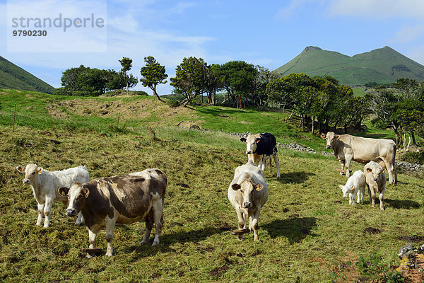 Kühe am Cabeço do Caminho  Hochland  Pico  Azoren  Portugal  Europa