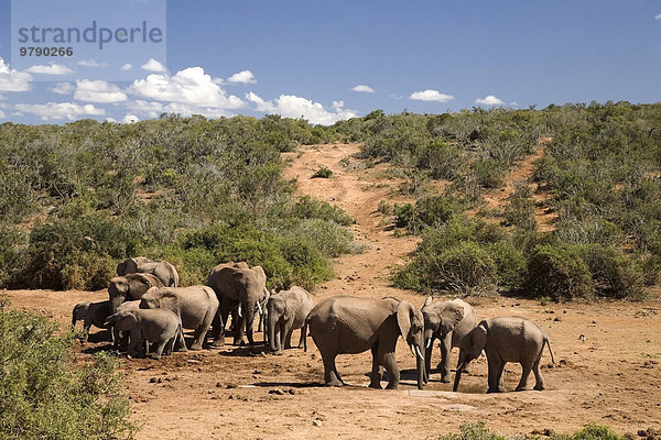 Afrikanische Elefanten (Loxodonta africana)  Elefantenherde  Addo-Elefanten-Nationalpark  Ostkap  Südafrika