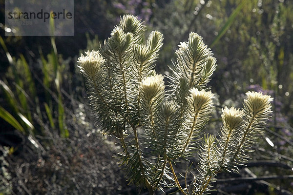Federbusch (Phylica pubescens) Kap-Provinz  Südafrika