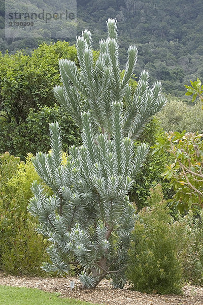 Silberbaum (Leucadendrum argenteum) Botanischer Garten Kirstenbosch  Kapstadt  Südafrika