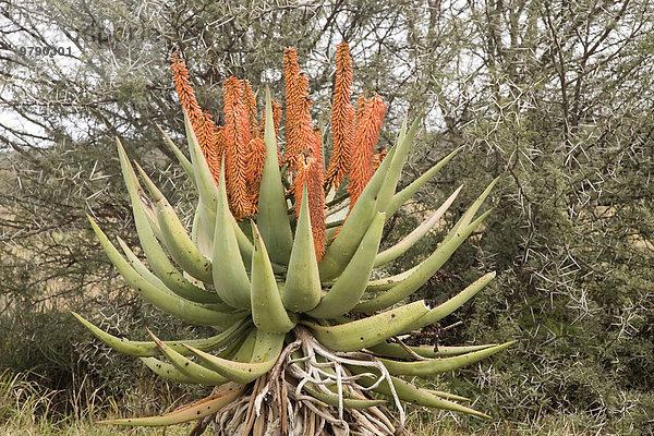 Kap-Aloe (Aloe ferox)  Kap-Provinz  Südafrika