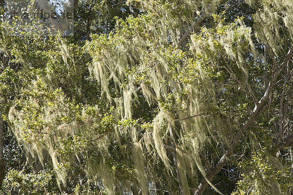 Bartflechten (Usnea) an einem Baum  Tsitsikamma National Park  Südafrika