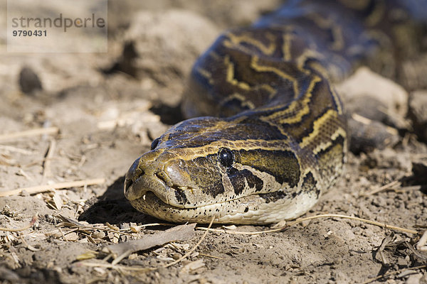 Felsenpython (Python sebae)  Nationalpark Djoudj  Senegal  Afrika