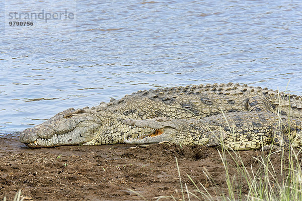 Nilkrokodile (Crocodylus niloticus)  Masai Mara  Kenia  Afrika