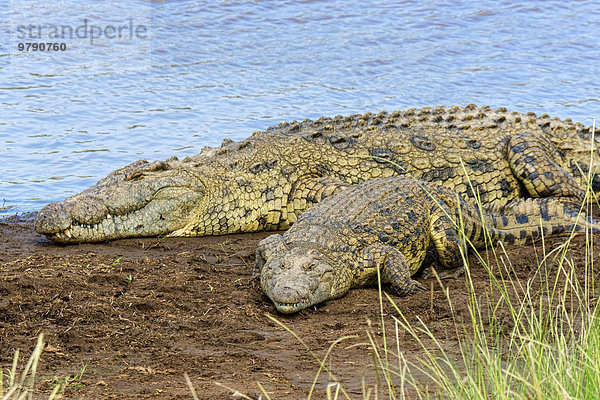Nilkrokodile (Crocodylus niloticus)  Mara Fluss  Masai Mara  Kenia  Afrika