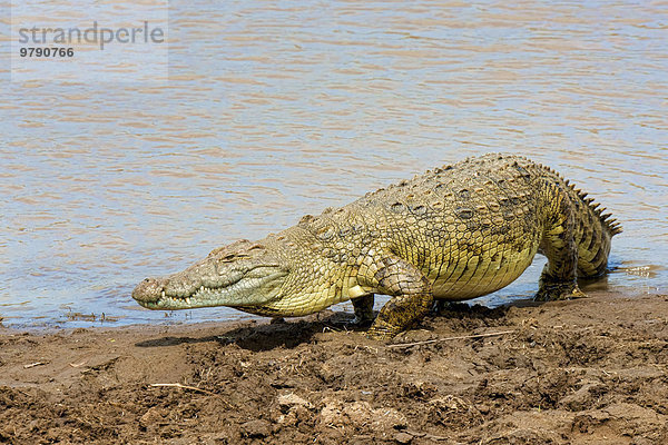 Nilkrokodil (Crocodylus niloticus)  Mara Fluss  Masai Mara  Kenia  Ostafrika  Afrika