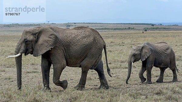 Elefantenkuh mit Kalb (Loxodonta africana)  Masai Mara  Kenia  Afrika