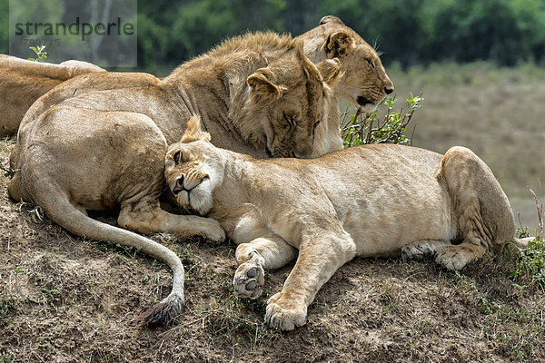 Löwen (Panthera leo)  Masai Mara  Kenia  Afrika