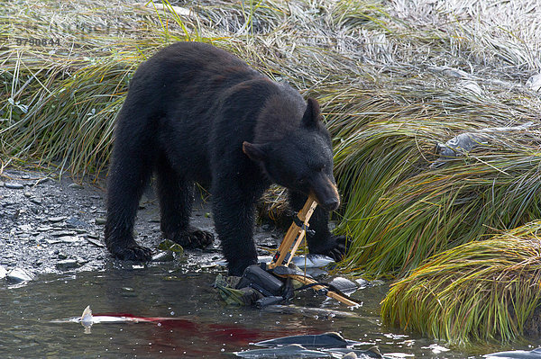 Schwarzbär (Ursus americanus) zerstört eine Kamera mit Stativ  im Vordergrund Buckellachse (Oncorhynchus gorbuscha)  Alaska  USA  Nordamerika