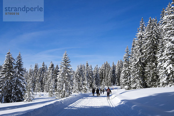Winterwanderweg und Loipe nahe der Winklmoosalm  Chiemgauer Alpen  Oberbayern  Bayern  Deutschland  Salzburger Land  Österreich  Europa