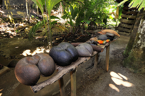 Coco de Mer  Seychellenpalme (Lodoicea maldivica)  Naturschutzgebiet Vallée de Mai  UNESCO Weltnaturerbe  Insel Praslin  Seychellen  Afrika