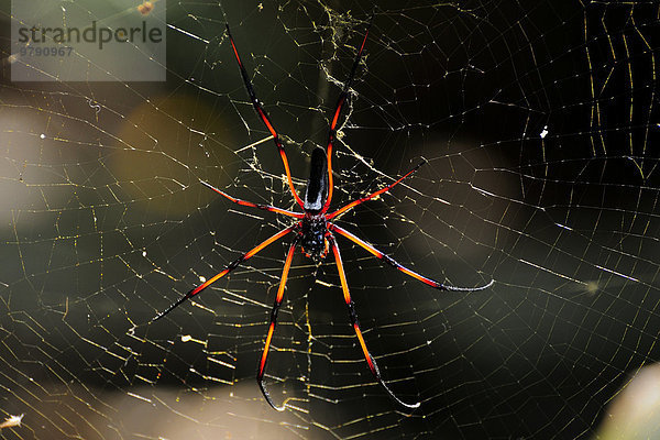 Spinnwebe rot Afrika Praslin Seychellen Spinne
