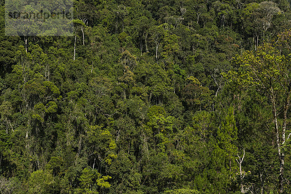 Sekundär-Urwald  Ranomafana  Madagaskar  Afrika