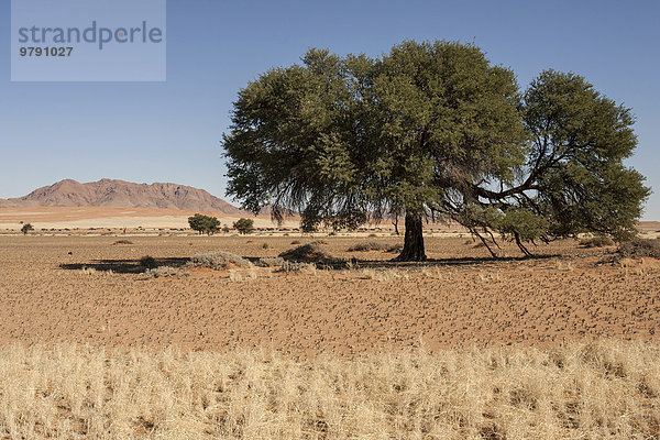 Kameldornbaum (Vachellia erioloba) an der Pad D707  Namib-Naukluft Park  Namibia  Afrika