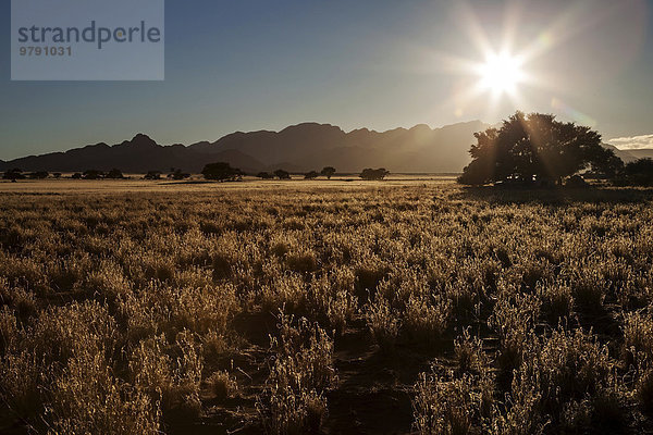Grassteppe mit Kameldornbäumen (Vachellia erioloba)  nähe Sesriem Camp  Gegenlicht  Abendlicht  Sesriem  Namibia  Afrika