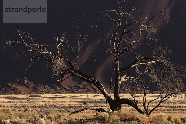 Abgestorbener Kameldornbaum (Vachellia erioloba)  Sanddüne  Sossusvlei  Namib-Wüste  Namib-Naukluft-Park  Namibia  Afrika