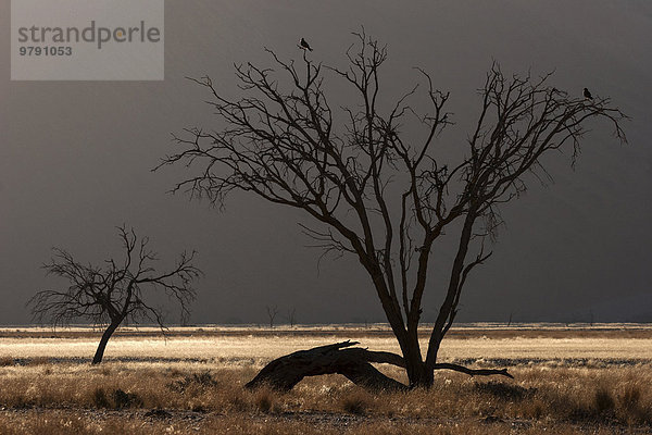 Abgestorbener Kameldornbaum (Vachellia erioloba)  Sanddüne  Sossusvlei  Namib-Wüste  Namib-Naukluft-Park  Namibia  Afrika
