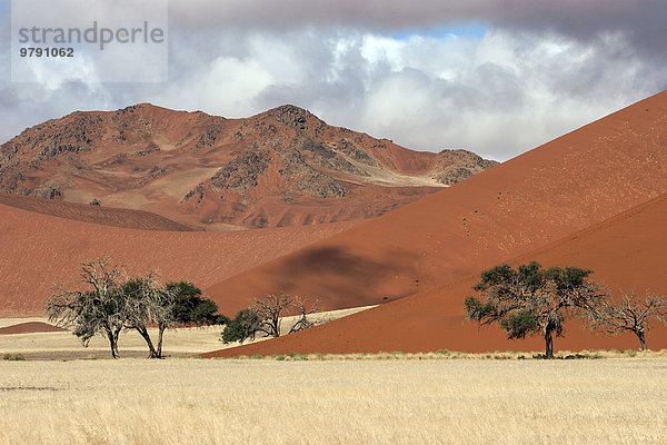 Sanddünen  Kameldornbäume (Vachellia erioloba)  Sossusvlei  Namib-Wüste  Namib-Naukluft-Park  Namibia  Afrika