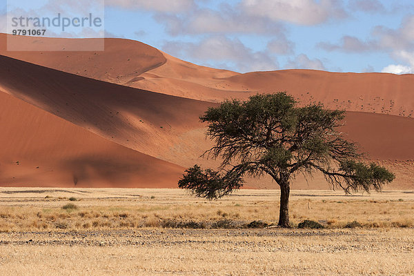 Kameldornbaum (Vachellia erioloba)  Sanddünen  Sossusvlei  Namib-Wüste  Namib-Naukluft-Park  Namibia  Afrika