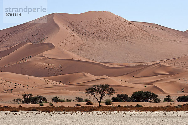 Sanddünen  davor Kameldornbäume (Vachellia erioloba)  Sossusvlei  Namib-Wüste  Namib-Naukluft-Park  Namibia  Afrika