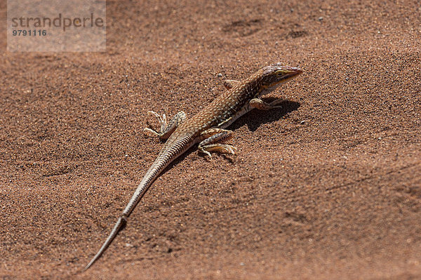 Sandechse (Aporosaura anchietae)  Sossusvlei  Namib-Wüste  Namib-Naukluft-Park  Namibia  Afrika