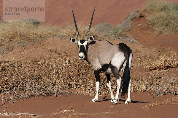 Spießbock  Oryxantilope (Oryx gazella) im Hiddenvlei  Sossusvlei  Namib-Wüste  Namib-Naukluft-Park  Namibia  Afrika
