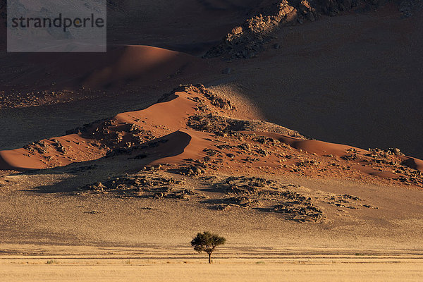 Sanddünen  davor ein Kameldornbaum (Vachellia erioloba)  Abendlicht  Sossusvlei  Namib-Wüste  Namib-Naukluft-Park  Namibia  Afrika