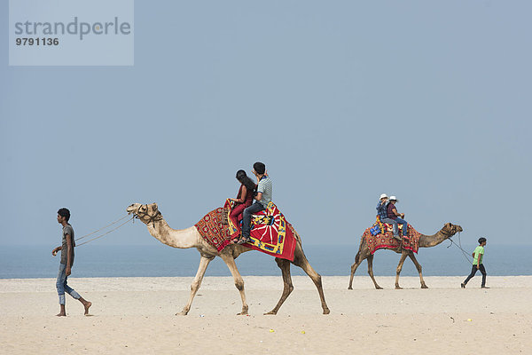 Indische Touristen reiten auf Kamelen  Strand  Alappuzha  Kerala  Indien  Asien