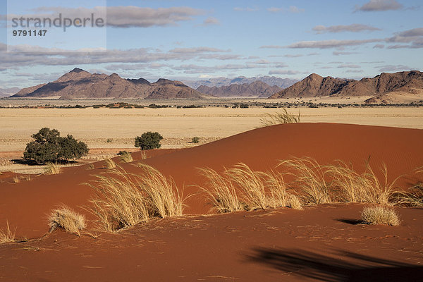 Elim-Düne  Ausblick auf Grassteppe und Kameldornbäume (Vachellia erioloba)  Sesriem-Camp und Tsarisberge  Namib-Wüste  Namib Naukluft Park  Namibia  Afrika